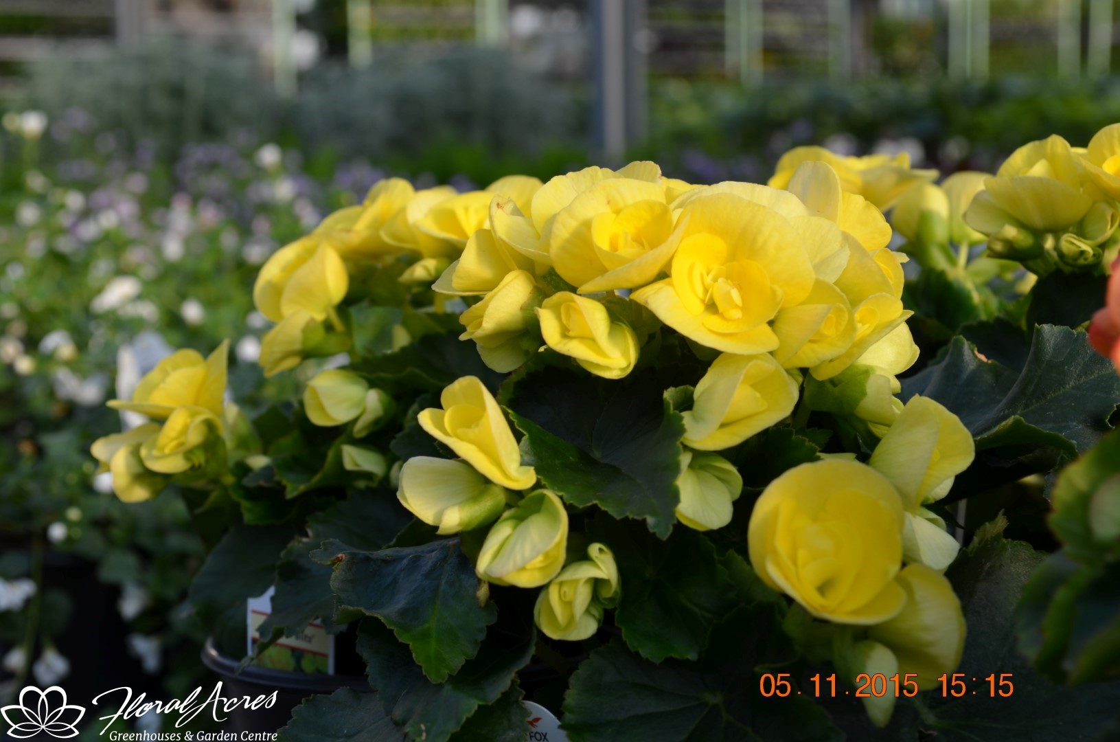 Begonia Solenia Yellow Floral Acres